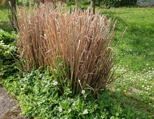 cacher un récupérateur d'eau de pluie avec un miscanthus