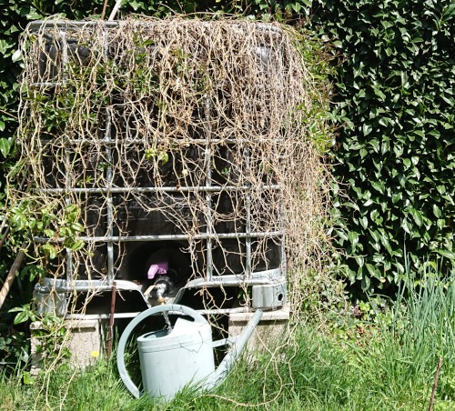 récupérateur d'eau de pluie pour un arrosage écologique du jardin