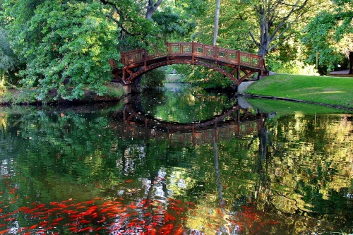 récupérer de l'eau de pluie sans toit avec une mare et des poissons rouges
