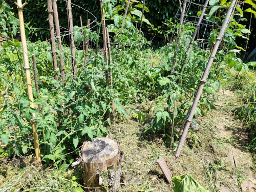 paillage des tomates au potager pour limiter au maximum l'arrosage de mon jardin