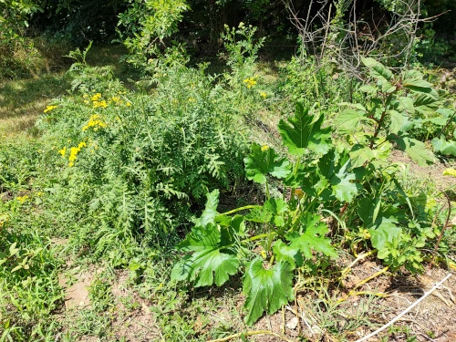 plantes résistantes à la sécheresse protégeant un pied de courgette dans mon jardin